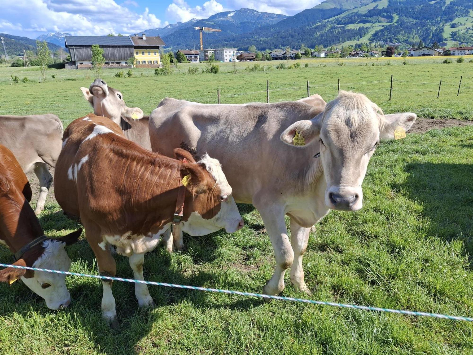 Lampererhof Villa Sankt Johann in Tirol Dış mekan fotoğraf